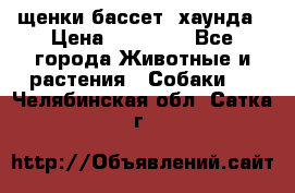 щенки бассет- хаунда › Цена ­ 20 000 - Все города Животные и растения » Собаки   . Челябинская обл.,Сатка г.